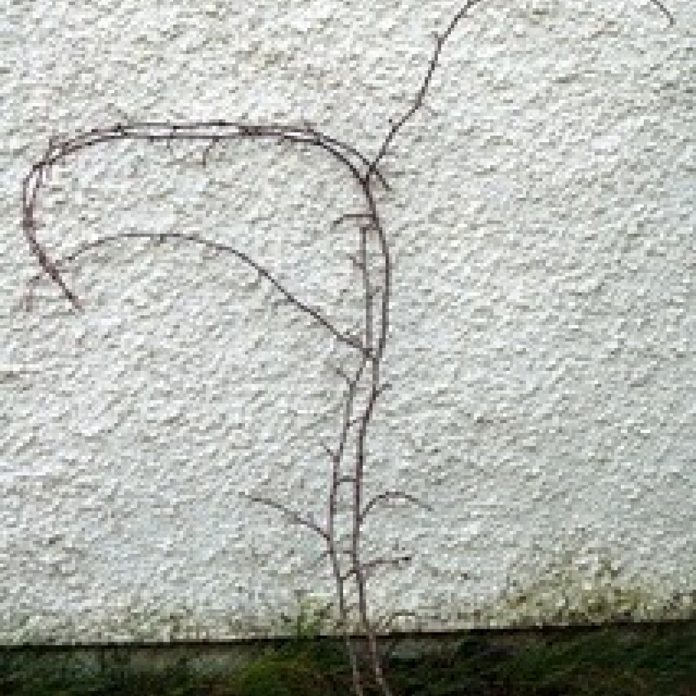 Forest Art  Adults Workshop